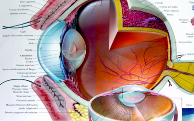 Anatomia dell’occhio