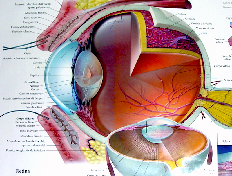 Anatomia dell’occhio